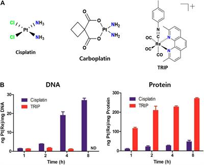 Label-Free Target Identification Reveals the Anticancer Mechanism of a Rhenium Isonitrile Complex